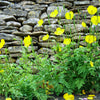 20 Yellow WELSH POPPY Meconopsis Papaver Cambricum Perennial Shade Flower Seeds