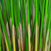 50 UMBRELLA PALM TREE Cyperus Involucratus Papayrus Sedge Seeds