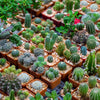 50 CACTUS MIX 'Finest Mixed' Succulent Flower Plant Seeds