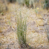 500 INDIAN RICEGRASS Nezpar Oryzopsis Hymenoides Stipa Sand Rice Grass Millet Grain Seeds