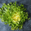 Green Curled Endive Seeds – (Salad Endive / Moss Curled Endive / Escarole) Cichorium Endivia Vegetable – photo 5