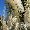 50 BLACK COHOSH Bugbane Actaea Racemosa Cimicifuga Bugbane Snakeroot Native White Shade Flower Herb Seeds