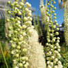 50 BLACK COHOSH Bugbane Actaea Racemosa Cimicifuga Bugbane Snakeroot Native White Shade Flower Herb Seeds
