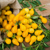 300 YELLOW PEAR TOMATO Lycopersicon Lycopersicum Fruit Vegetable Seeds