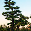 10 Japanese BLACK PINE TREE Evergreen Pinus Thunbergii Seeds