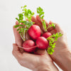 2000 CHERRY BELLE RADISH Raphanus Sativus Vegetable Seeds