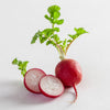 2000 CHERRY BELLE RADISH Raphanus Sativus Vegetable Seeds