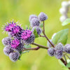 200 Great BURDOCK Arctium Lappa (Edible Burdock / Cockle-Button / Beggar's Buttons) HERB Flower Seeds