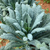 1500 LACINATO KALE Dinosaur Tuscan Black Brassica Oleracea Vegetable Seeds