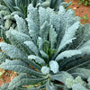 Lacinato Kale Seeds – Dinosaur Tuscan Black Brassica Oleracea Vegetable