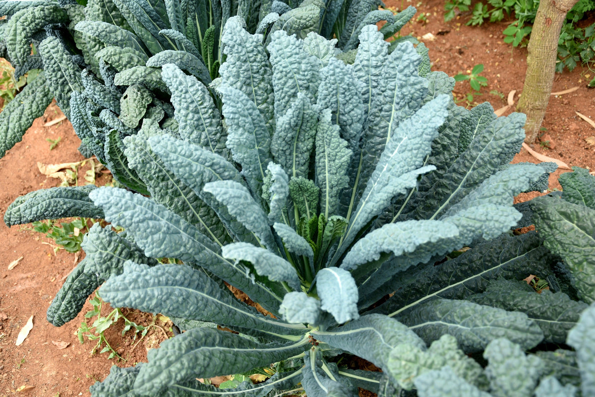 Lacinato Kale Seeds – Dinosaur Tuscan Black Brassica Oleracea Vegetable