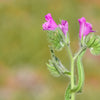 25 ROSE VIPER'S BUGLOSS Pink Echium Plantagineum Rose Bedder Flower Seeds