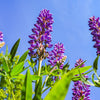 100 PERENNIAL LUPINE Blue Violet Lupinus Perennis Wild Lupine Sundial Purple Native Hummingbird Flower Seeds
