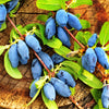 30 HONEYBERRY Blue Honeysuckle Lonicera Caerulea Edible Fruit Shrub Seeds