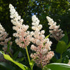 10 SOLOMON'S SPIKE White Western False Seal Maianthemum Racemosum Flower Seeds