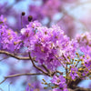 35 LILAC Light Purple CREPE MYRTLE Lagerstroemia Indica Flowering Shrub Bush Small Tree Seeds