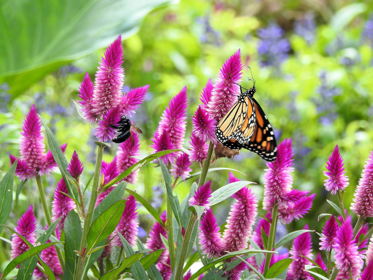 Flamingo Feather Wheat Celosia Spicata Pink & White Flower Seeds – photo 7