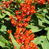 10 GAY BUTTERFLIES MILKWEED Red Yellow Orange Mix Asclepias Tuberosa Butterfly Weed Flower Seeds