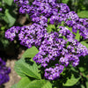 50 Blue MARINE HELIOTROPE Heliotropium Arborescens Flower Seeds