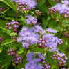 Purple Mistflower Seeds – (Hardy or Wild Ageratum) Eupatorium Coelestinum Blue Flower – photo 4