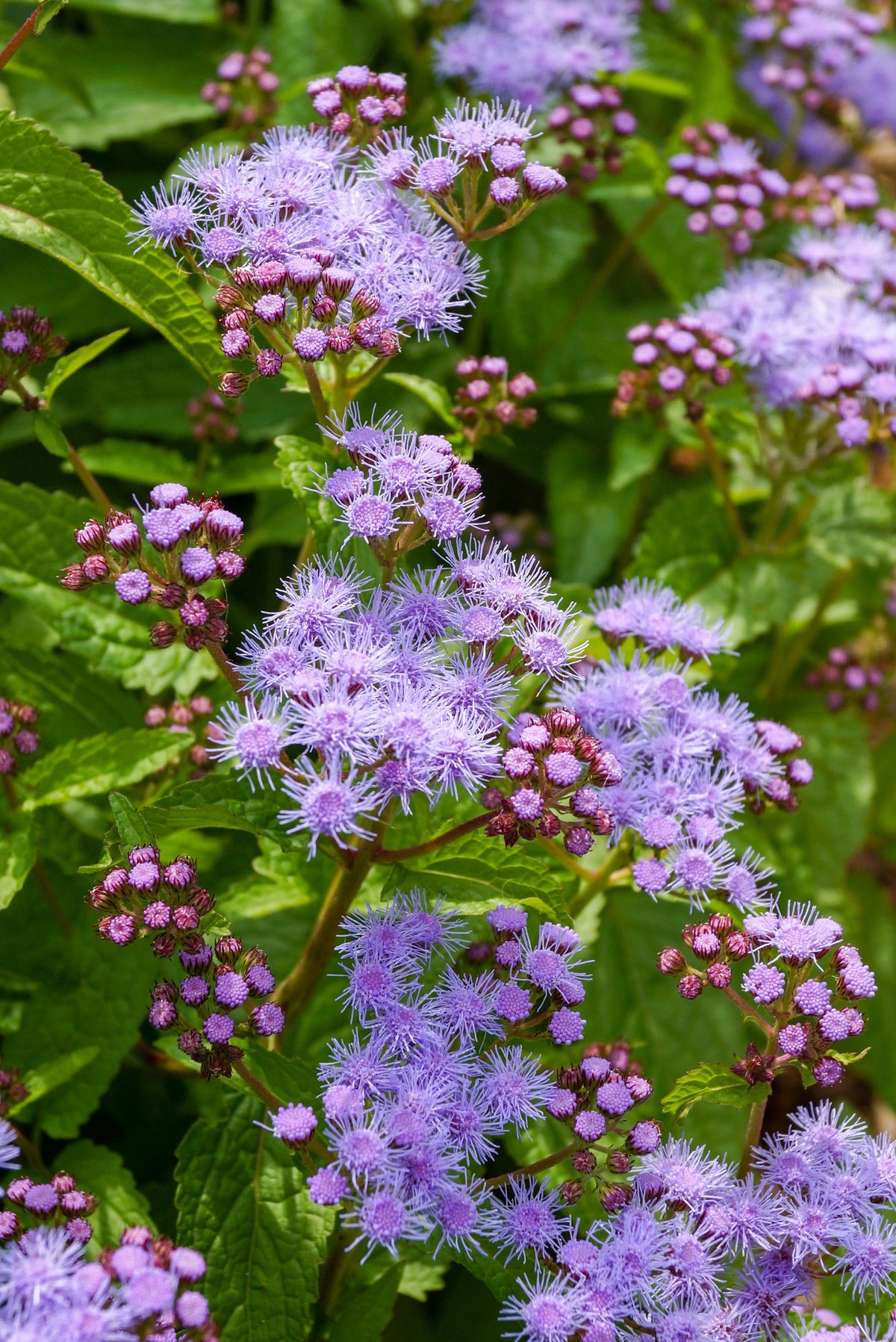 Purple Mistflower Seeds – (Hardy or Wild Ageratum) Eupatorium Coelestinum Blue Flower – photo 4