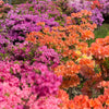 25 MIXED COLORS AZALEA Rhododendron spp. Red, Pink, Purple, White Flower Shade Bush Shrub Seeds