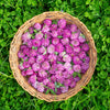Red Clover Seeds – Monarchs Trifolium Pratense Rose Mauve Flower Ground Cover – photo 4