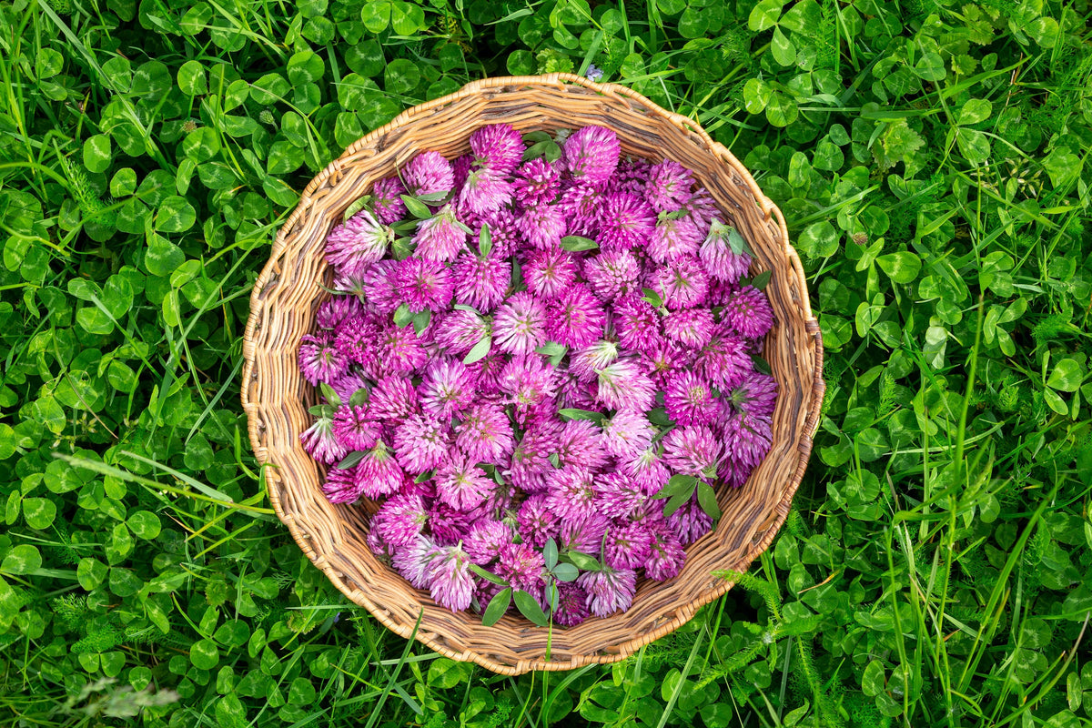 Red Clover Seeds – Monarchs Trifolium Pratense Rose Mauve Flower Ground Cover – photo 4
