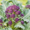 200 PURPLE SPROUTING BROCCOLI Brassica Oleracea Vegetable Seeds