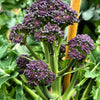 200 PURPLE SPROUTING BROCCOLI Brassica Oleracea Vegetable Seeds