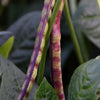 50 PURPLE PINKEYE COWPEA Southern Cow Pea Crowder Vigna Unguiculata Vegetable Legume Seeds