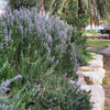 25 CHASTE BERRY TREE Vitex Agnus Castus Monk's Pepper Purple Fragrant Flower Seeds