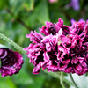 250 PURPLE PEONY POPPY Papaver Paeoniflorum Huge Double Flower Seeds
