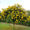 10 TECOMA STANS (Yellow Trumpetbush / Yellow Bells / Yellow Elder / Esperanza) Flower Shrub Bush Seeds