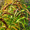 100 FOXTAIL MILLET Setaria Italica Ornamental Grass Flower Seeds