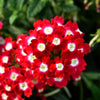 100 MIXED COLORS VERBENA Hybrida Compacta Flower Seeds