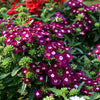 100 MIXED COLORS VERBENA Hybrida Compacta Flower Seeds