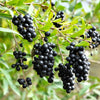 35 EUROPEAN PRIVET HEDGE Common Wild Ligustrum Vulgare Flower Shrub Seeds