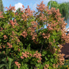 10 CHINESE FLAME TREE Koelreuteria Bipinnata Lantern Rain Yellow Pink Flower Seeds
