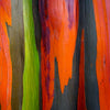50 RAINBOW EUCALYPTUS Deglupta Gum Multicolor Bark Tree Seeds