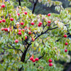 5 Flowering WHITE KOUSA DOGWOOD Cornus Kousa Tree Seeds