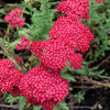 600 RED YARROW Achillea Millefolium Rubra Flower Seeds