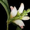 50 WHITE TURTLEHEAD Chelone Glabra Flower Seeds