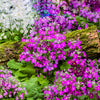 100 Mixed Colors FAIRY PRIMROSE Primula Malacoides Red Pink Purple White Baby Primrose Shade Houseplant Flower Seeds
