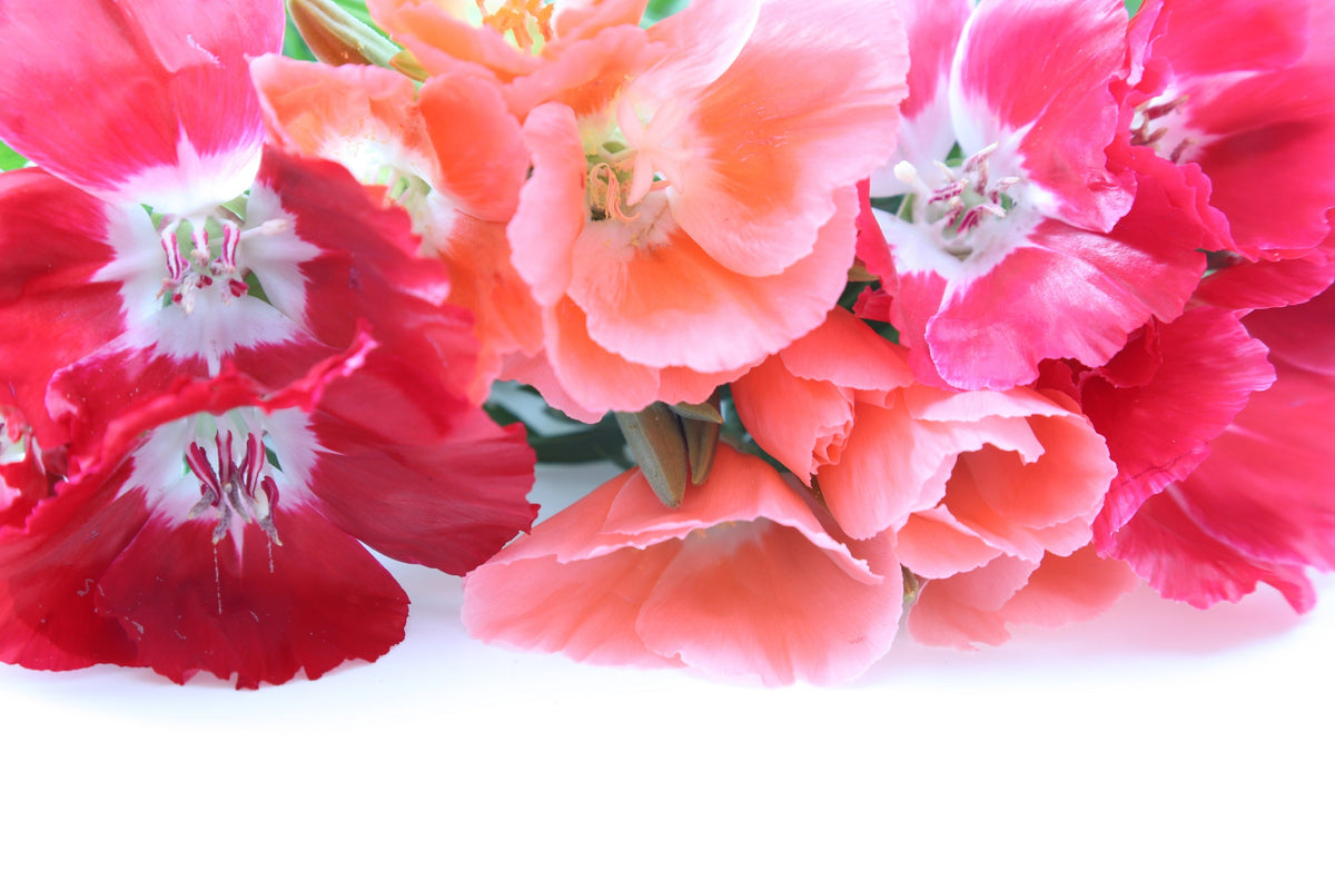 Double Deuces Godetia Seeds – Grandiflora Clarkia Amoena Mixed Colors & Bicolor Flower – photo 14