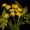 150 GOLDEN ALEXANDER (Golden Zizia / Meadow Zizia) Zizia Aurea Flower Seeds