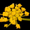 Golden Alexander Seeds – (Golden Zizia / Meadow Zizia) Zizia Aurea Flower – photo 5