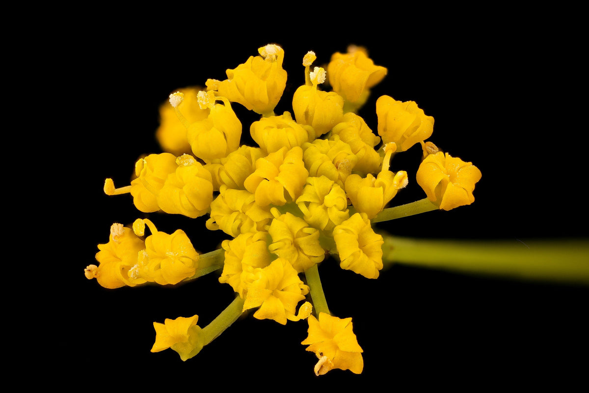 Golden Alexander Seeds – (Golden Zizia / Meadow Zizia) Zizia Aurea Flower – photo 5