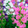 100 MIXED CANTERBURY BELLS - Crown Mix Campanula Medium Flower Seeds