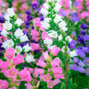 100 MIXED CANTERBURY BELLS - Crown Mix Campanula Medium Flower Seeds